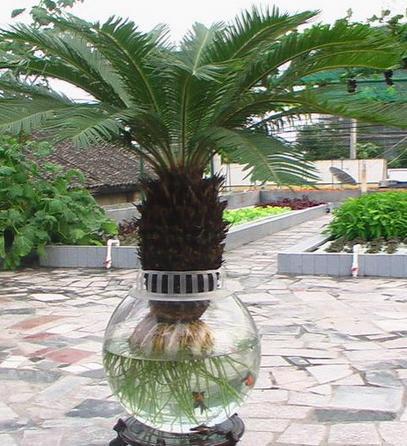 如何养铁树盆景,打造独特家居绿意