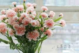 接多头配什么颜色康乃馨,康乃馨色彩选择指南”