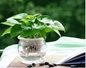 哪些植物能水培和土培,从常见到珍稀品种