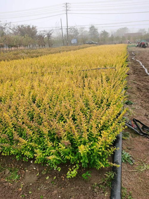 女贞移植后多久浇水,促进成活的关键