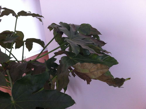 花怎么叶子边发焦,探究植物健康与生长之道