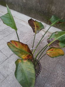 花枯萎长什么样,揭秘植物生命终结的瞬间