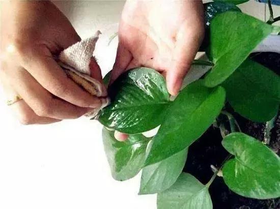 幸福树叶用什么擦,揭秘神奇擦拭剂的神奇魔力