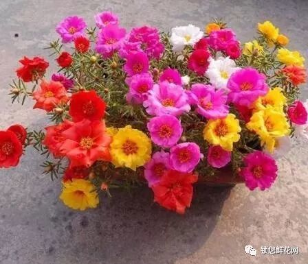 春天种什么花,春季花卉种植指南