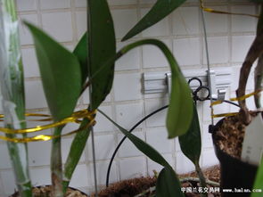 卡特兰怎么播种,开启繁花似锦的园艺之旅