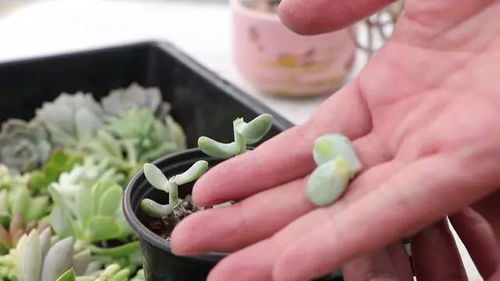 桃美人怎么砍头繁殖,轻松掌握植物克隆新技巧