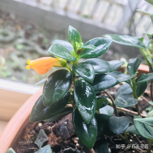金鱼吊兰怎么养,金鱼吊兰怎么养才开花几月份开花