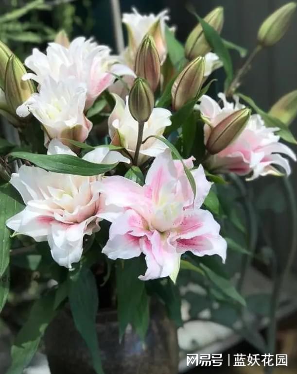 百合什么时候种植最好,百合种植的最佳时机揭秘