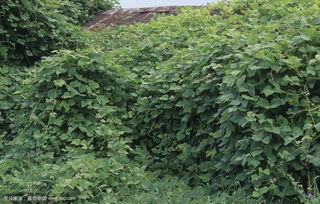 过路藤长什么样子,神秘植物的生长特征与传说