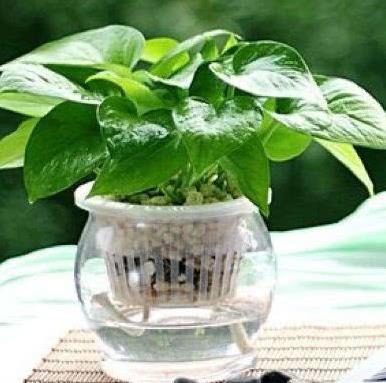 哪些植物能水培和土培,从常见到珍稀品种