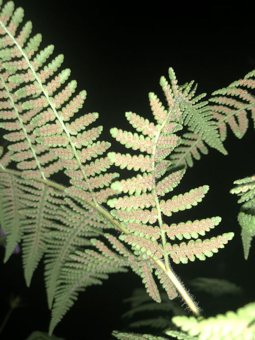 什么是蕨类植物,蕨类植物的进化与生态概览