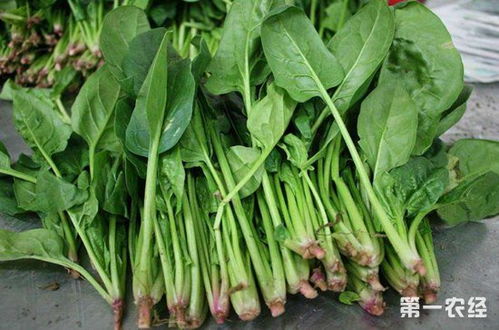 菠菜用什么土种最好,揭秘最适合菠菜生长的土壤类型