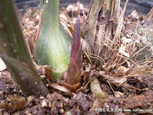 寒兰花芽什么时候,寒兰花芽生成时间揭秘