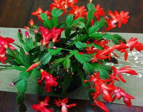 不死花怎么种植一,培育永恒之花的一生之旅
