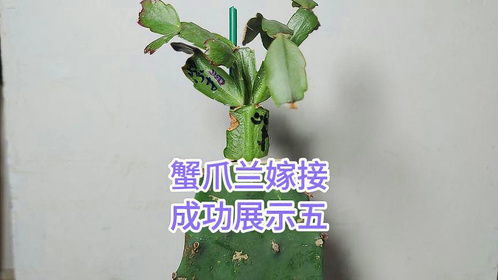 如何嫁接仙人掌,打造独特多肉植物的艺术之旅