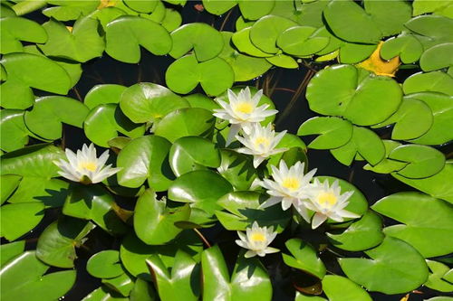 水生植物有什么,自然界的绿色守护者