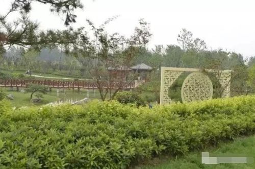 阜阳适合种什么树,阜阳地区适宜种植的树木品种概述