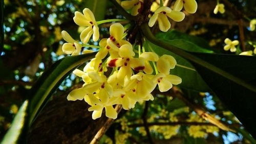 桂花在什么季节开,桂花盛开的季节之谜”