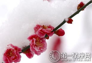 冬天开什么花,探寻冬季盛开的花朵之美