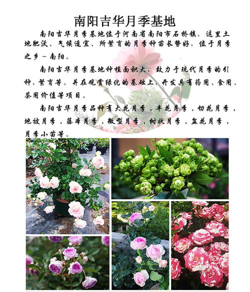 超大高杆树状月季怎么养,选对品种,开启美丽之旅