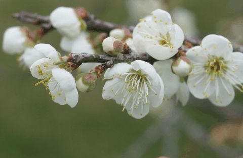 梅花生长在哪个地点,探寻梅花生长的神秘之地