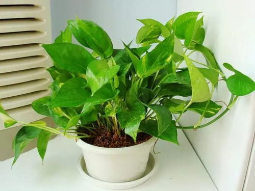 种的绿萝怎么养护,打造室内绿意盎然