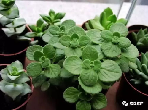 唐乃馨盆栽植物带花苞怎么养,绽放美丽花季的秘密