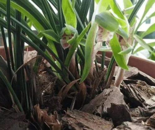 如何养护木海棠,打造美丽家居绿植