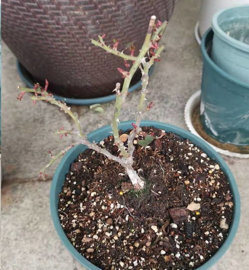 月季早春芽能开花吗怎么养,月季早春芽芽能开花吗?