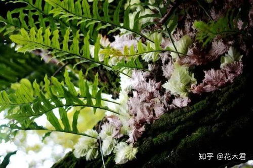 深蕨怎么养护,打造家中绿意盎然角落