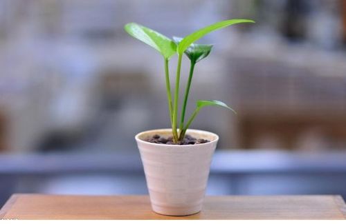 哪些小植物适合室内,打造清新宜居空间