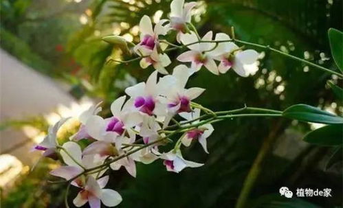 石斛兰鲜花怎么,自然之美与生命力的赞歌