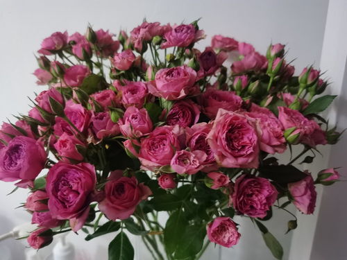 玫瑰鲜花怎么养,从采摘到茶饮的全方位解析