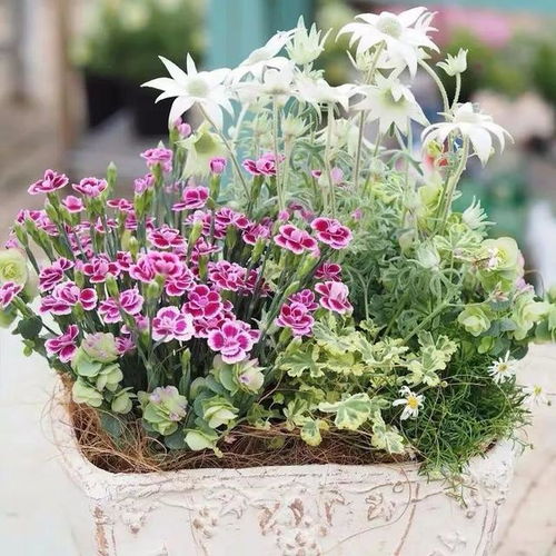 什么花净化空气杀菌,花卉植物的神奇力量