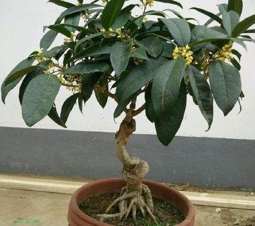 盆栽桂花树多久开花,从栽种到绽放,见证花开奇迹