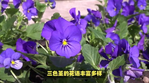 三色堇的花语是什么,红白黄三色交织的幸运与希望
