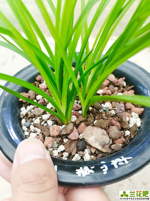 兰花冬天如何分苗,冬日兰花分苗技巧解析