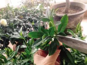 栀子花后如何剪枝,后修剪促新芽绽放