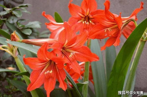 朱顶红开花后怎么处理,养护与再生的秘诀