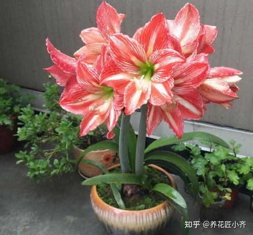 朱顶红快开花怎么养,朱顶红快速开花养护攻略