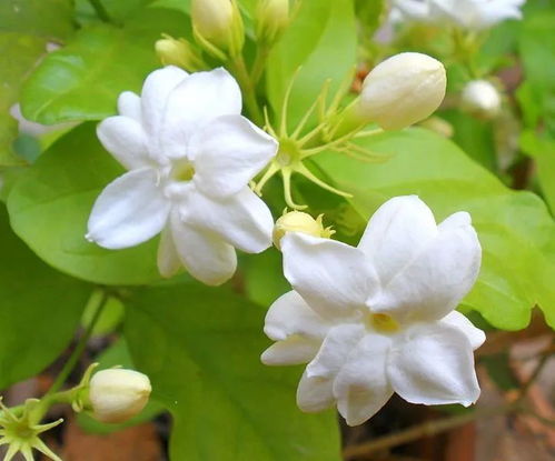 茉莉花为什么会掉花苞,探究原因与养护技巧
