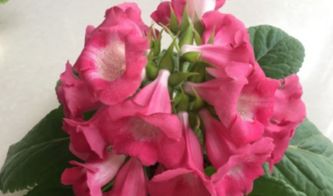 芙蓉冬天怎么过冬,探寻冬日里的温馨过冬之道