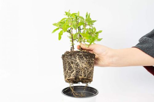 罗勒在家怎么种植方法,轻松在家培育香草绿意