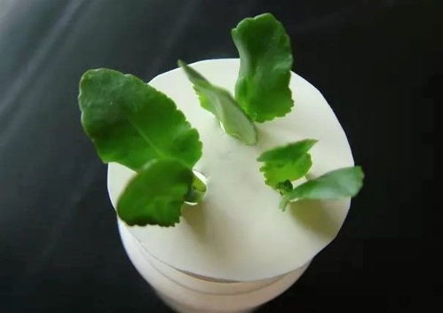 长寿花移栽多久浇水,长寿花移栽后浇水时间指南