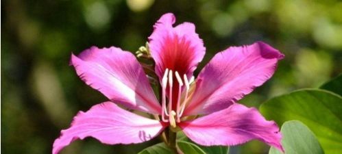 紫荆叶子有什么功效,天然养生宝库，多重功效守护健康