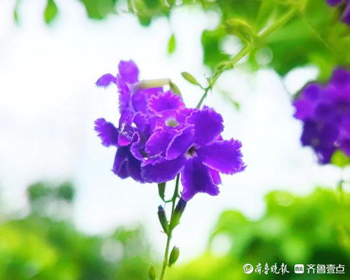 花儿又有什么,探寻生命的美好瞬间