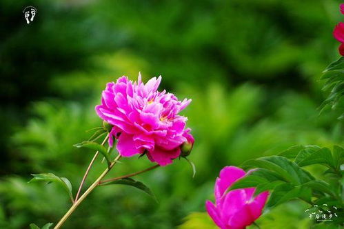 芍药什么时候开花,芍药绽放时节探秘