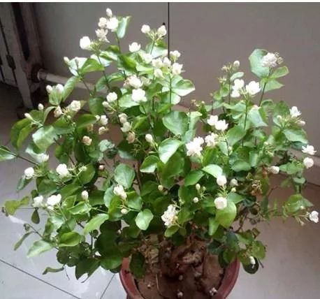 茉莉花怎么剪枝,茉莉花剪枝技巧全解析