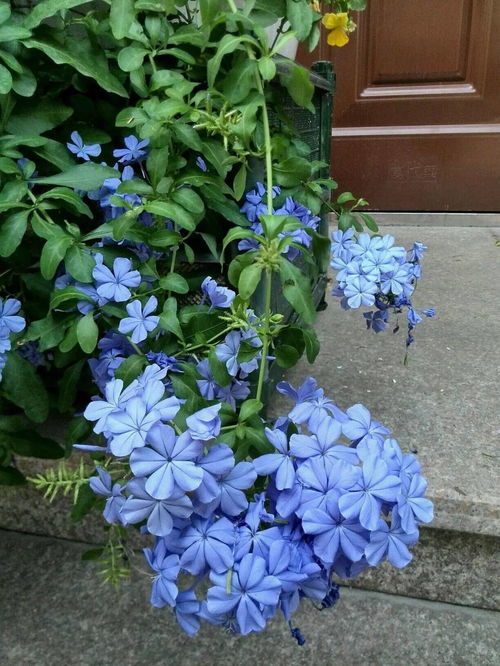 切花麦芽月季耐寒吗怎么养,月季花,耐寒吗?
