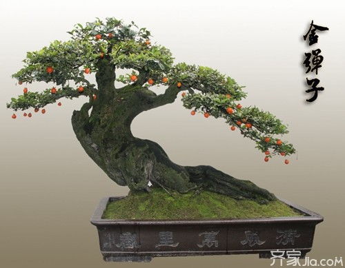 金弹子盆景如何救活
